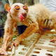 Illustration for article titled Alien life form discovered in China turns out to be hairless monkey